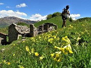 46 Primula maggiore (Primula elatior) con casolare in rudere alla Bocchetta di Desio 